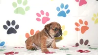 Gigi, a female English Bulldog for sale in Colorado Springs, CO – Photo 5 of 10