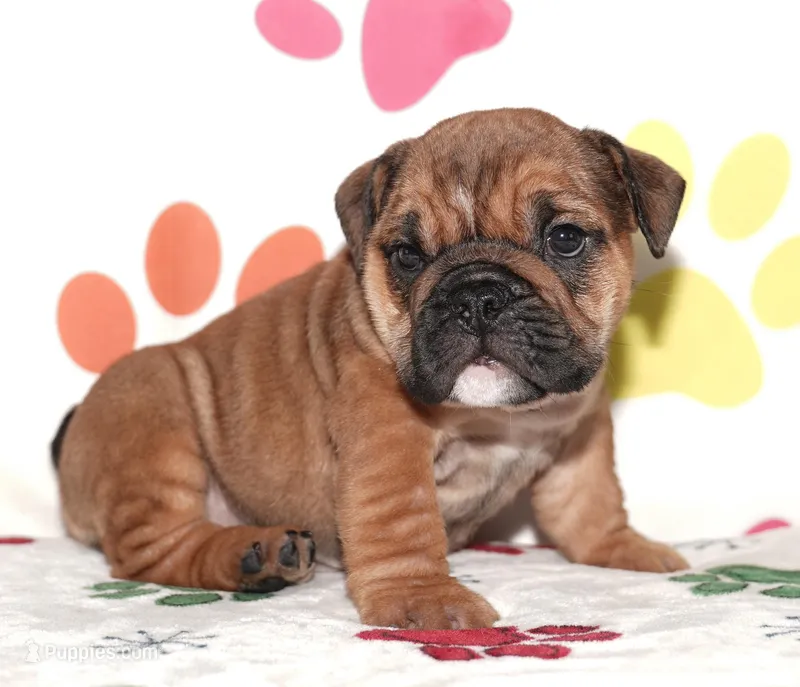 Gigi – English Bulldog puppy for sale in Colorado Springs, CO
