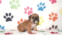 Gigi, a female English Bulldog for sale in Colorado Springs, CO – Photo 7 of 10