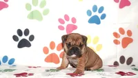 Gigi, a female English Bulldog for sale in Colorado Springs, CO – Photo 8 of 10