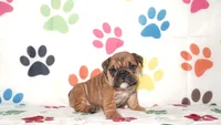 Gigi, a female English Bulldog for sale in Colorado Springs, CO – Photo 6 of 10
