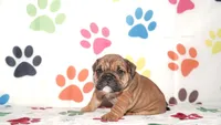 Gigi, a female English Bulldog for sale in Colorado Springs, CO – Photo 3 of 10