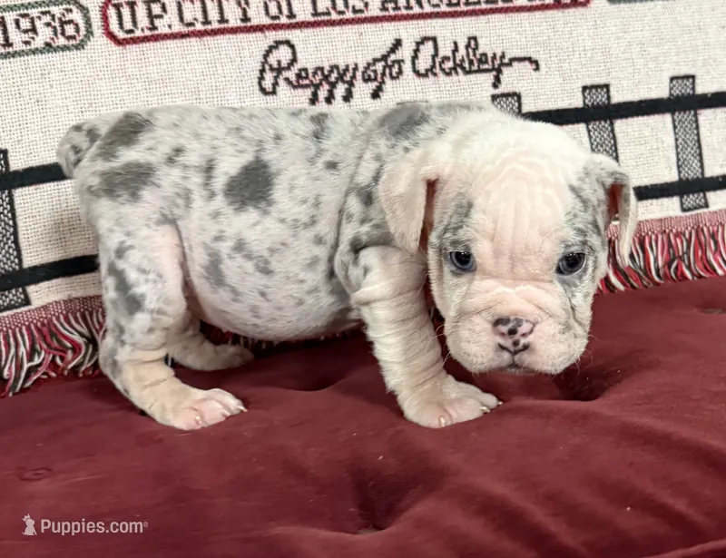 Katniss – English Bulldog puppy for sale in Colorado Springs, CO