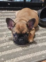 Larry, a male French Bulldog for sale in Colorado Springs, CO – 8 of 10