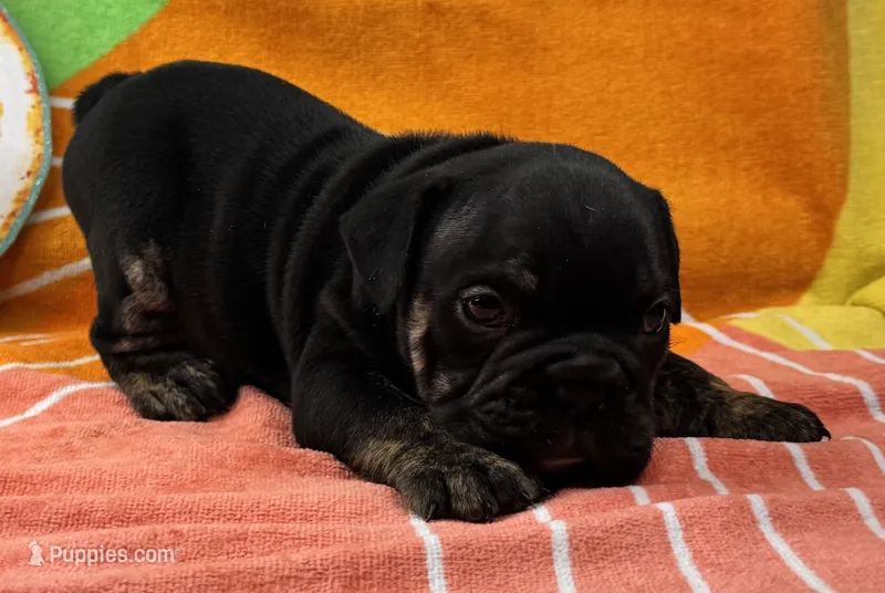 Viper – English Bulldog puppy for sale in Colorado Springs, CO