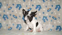 Jaq, a male French Bulldog for sale in Colorado Springs, CO – 7 of 10