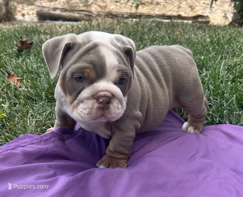 Olympia – English Bulldog puppy for sale in Colorado Springs, CO