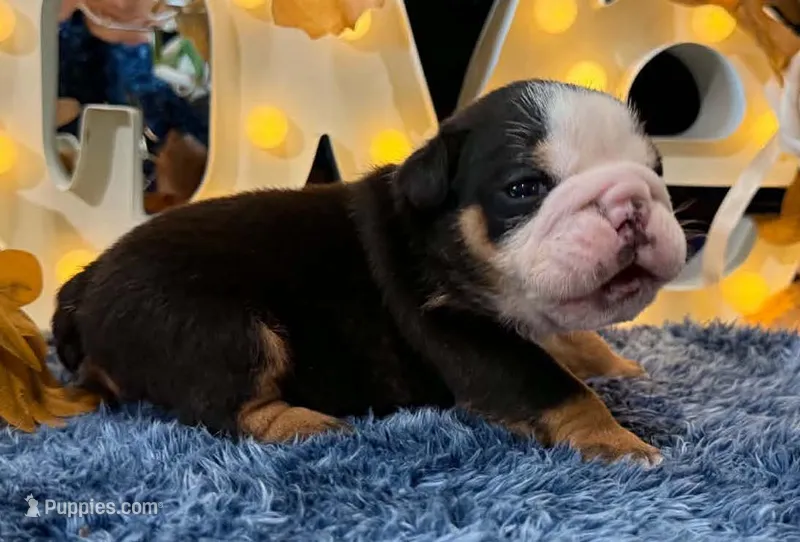Murphy – English Bulldog puppy for sale in Colorado Springs, CO