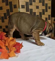 Layla, a female English Bulldog for sale in Colorado Springs, CO – 3 of 10