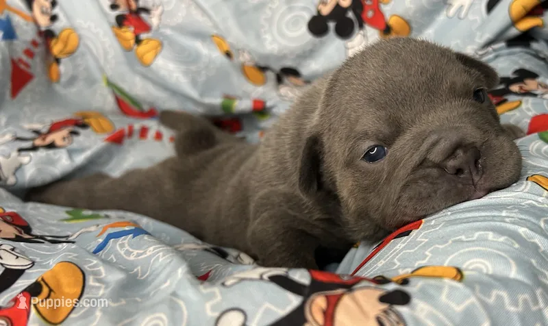 Iceman – English Bulldog puppy for sale in Colorado Springs, CO
