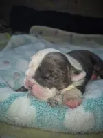 Spudly, a male English Bulldog for sale in Colorado Springs, CO – 2 of 4