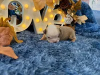 Atlas, a male English Bulldog for sale in Colorado Springs, CO – 3 of 10