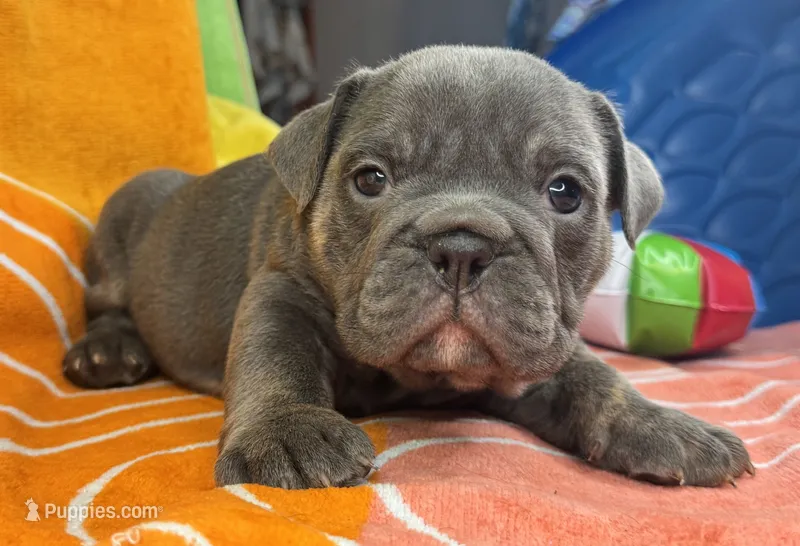 Iceman – English Bulldog puppy for sale in Colorado Springs, CO