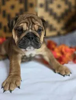 Layla, a female English Bulldog for sale in Colorado Springs, CO – 1 of 10