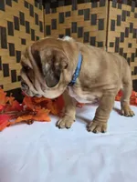 Iggy, a male English Bulldog for sale in Colorado Springs, CO – 3 of 10