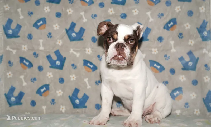 Biggie – English Bulldog puppy for sale in Colorado Springs, CO
