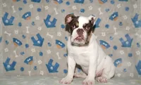 Biggie, a male English Bulldog for sale in Colorado Springs, CO – 1 of 10