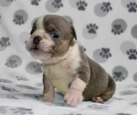 Rambo, a male English Bulldog for sale in Colorado Springs, CO – 4 of 4