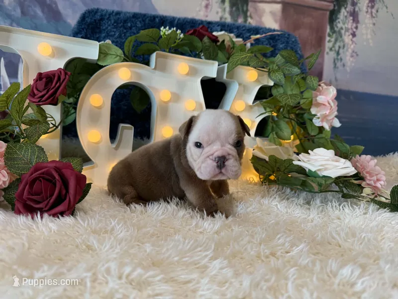 Atlas – English Bulldog puppy for sale in Colorado Springs, CO