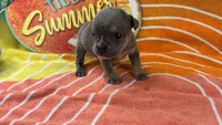Spud, a male English Bulldog for sale in Colorado Springs, CO – 9 of 10