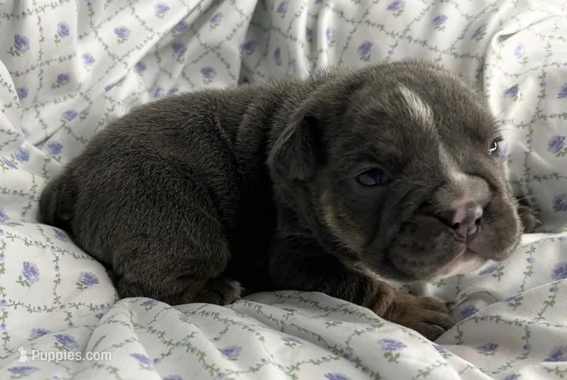 Halo – English Bulldog puppy for sale in Colorado Springs, CO
