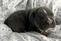 Halo, a female English Bulldog for sale in Colorado Springs, CO – 1 of 4
