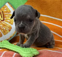 Spud, a male English Bulldog for sale in Colorado Springs, CO – 1 of 10