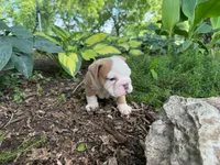 Gus, a male English Bulldog for sale in Colorado Springs, CO – 6 of 9