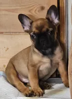 Larry, a male French Bulldog for sale in Colorado Springs, CO – 7 of 10