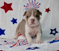 Buffy, a female English Bulldog for sale in Colorado Springs, CO – 2 of 3