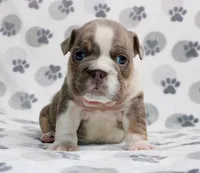 Gracie, a female English Bulldog for sale in Colorado Springs, CO – 2 of 4