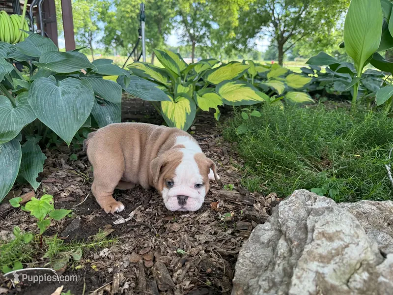 Rosie – English Bulldog puppy for sale in Colorado Springs, CO