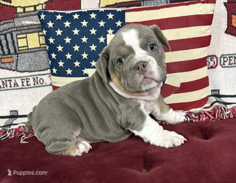 Gracie – English Bulldog puppy for sale in Colorado Springs, CO