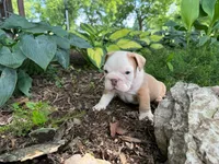 Gus, a male English Bulldog for sale in Colorado Springs, CO – 8 of 9