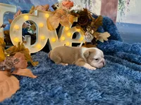 Gus, a male English Bulldog for sale in Colorado Springs, CO – 7 of 9