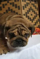 Bear, a female English Bulldog for sale in Colorado Springs, CO – 7 of 10