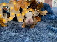 Bruno, a male English Bulldog for sale in Colorado Springs, CO – 7 of 10