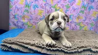 Rachel, a female English Bulldog for sale in Colorado Springs, CO – 10 of 10