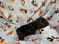 Viper, a male English Bulldog for sale in Colorado Springs, CO – 4 of 4
