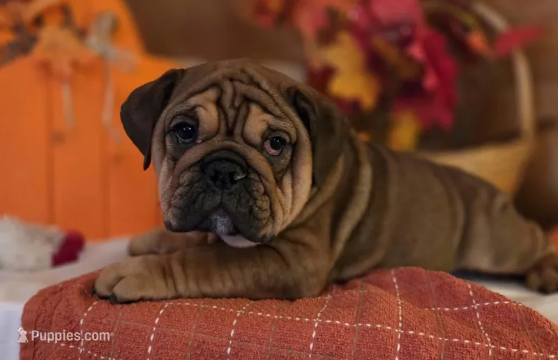 Bear – English Bulldog puppy for sale in Colorado Springs, CO
