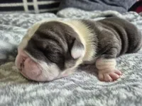 Spudly, a male English Bulldog for sale in Colorado Springs, CO – 4 of 4