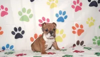 Sugar, a female English Bulldog for sale in Colorado Springs, CO – Photo 3 of 10