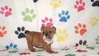 Sugar, a female English Bulldog for sale in Colorado Springs, CO – Photo 7 of 10