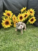 Nyra, a female English Bulldog for sale in Colorado Springs, CO – 6 of 10