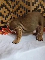 Peanut, a female English Bulldog for sale in Colorado Springs, CO – 2 of 10