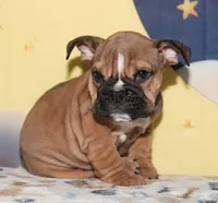 Smoochers, a female English Bulldog for sale in Colorado Springs, CO – Photo 1 of 10