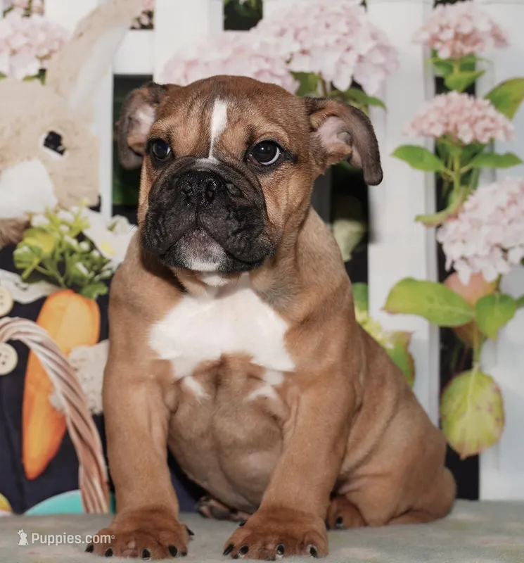 Smoochers – English Bulldog puppy for sale in Colorado Springs, CO