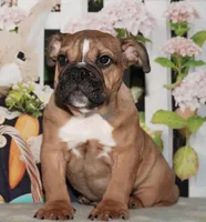 Smoochers, a female English Bulldog for sale in Colorado Springs, CO – Photo 1 of 10