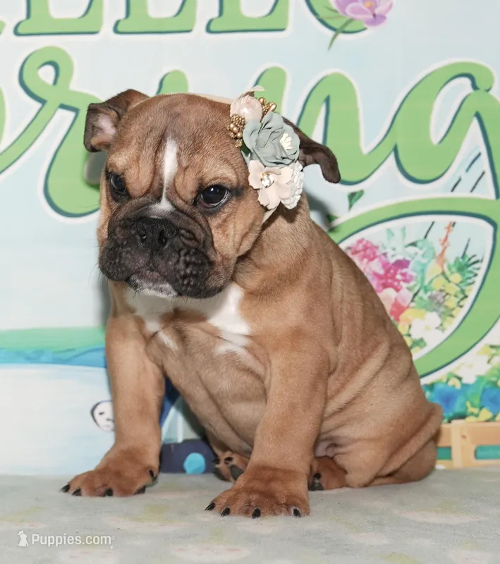 Smoochers – English Bulldog puppy for sale in Colorado Springs, CO