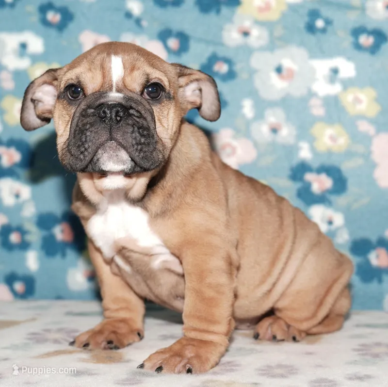 Smoochers – English Bulldog puppy for sale in Colorado Springs, CO